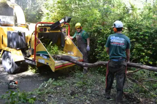 tree services Lakeport